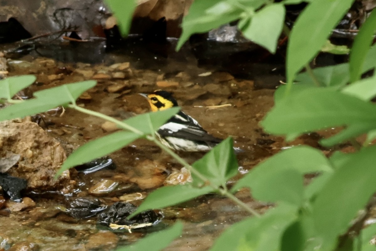 Blackburnian Warbler - ML635262653