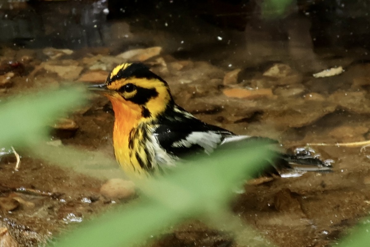 Blackburnian Warbler - ML635262654