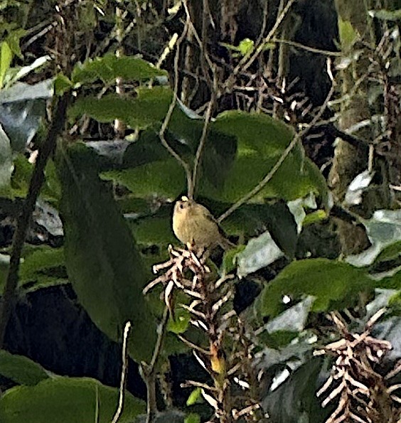 Goldcrest - ML635262707