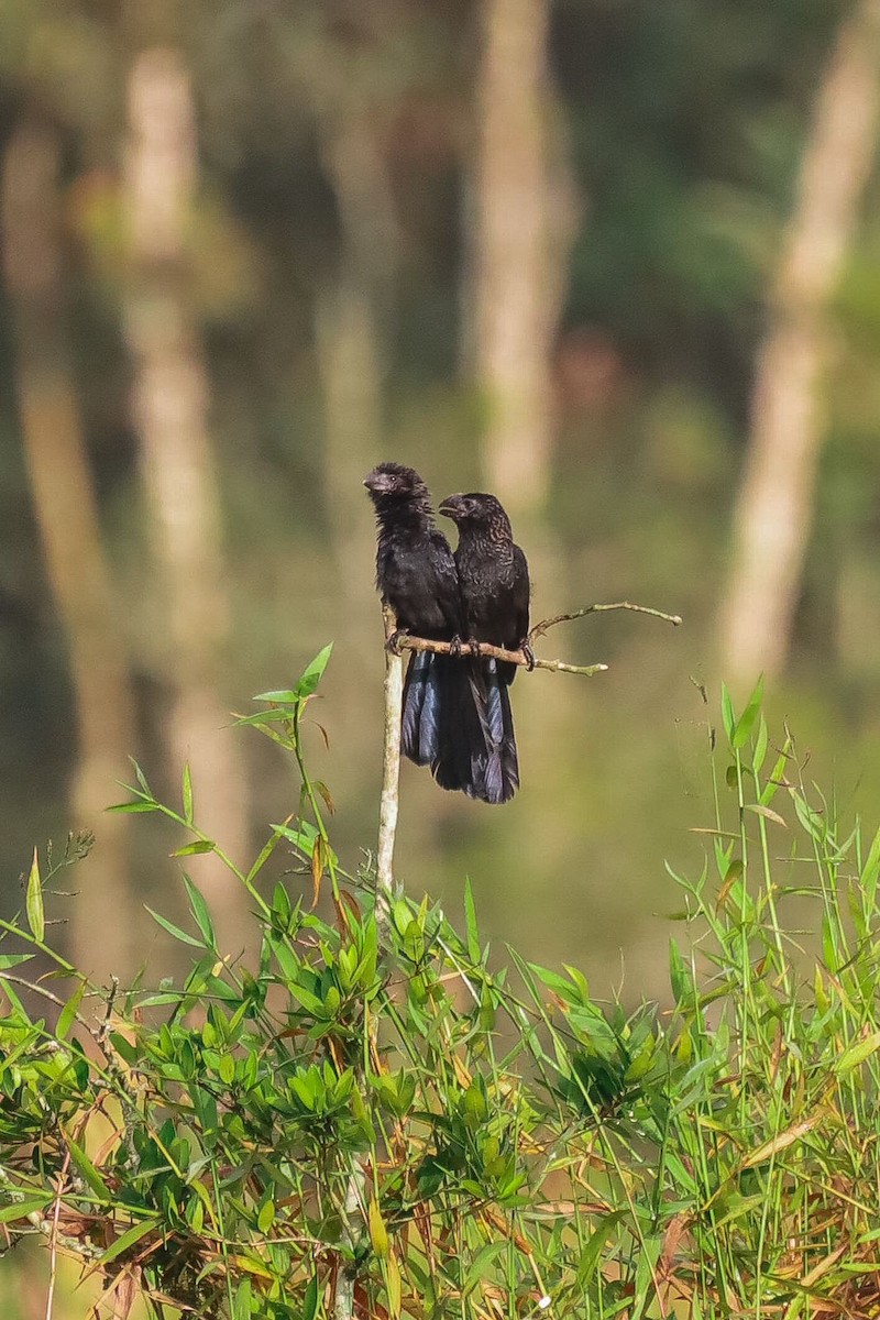 Smooth-billed Ani - ML635262771
