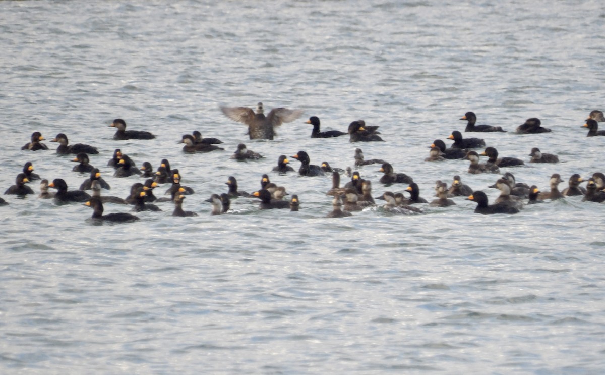 Black Scoter - ML635262832