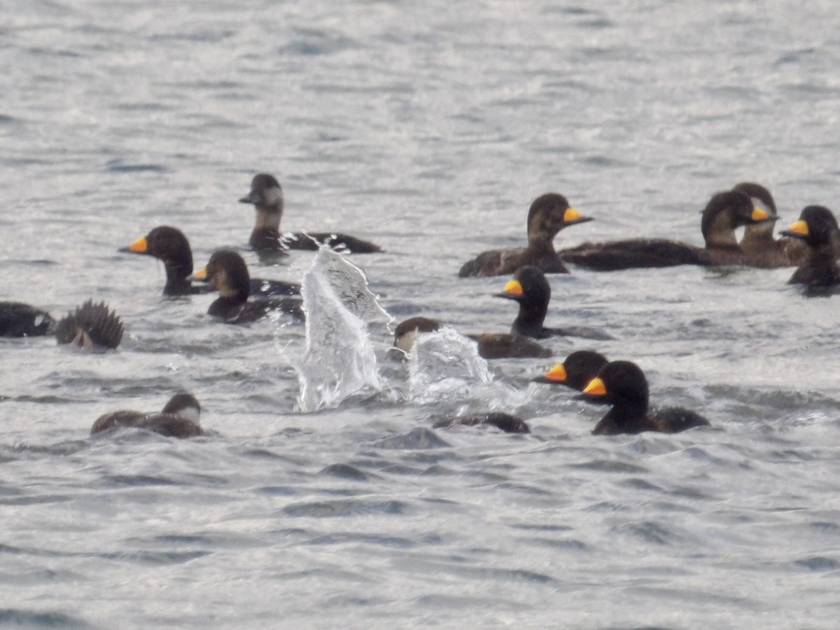 Black Scoter - ML635262833
