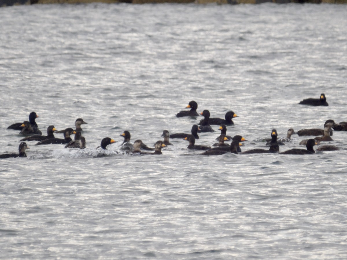 Black Scoter - ML635262834
