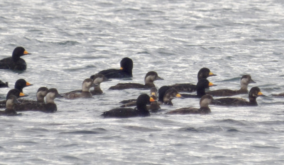 Black Scoter - ML635262835