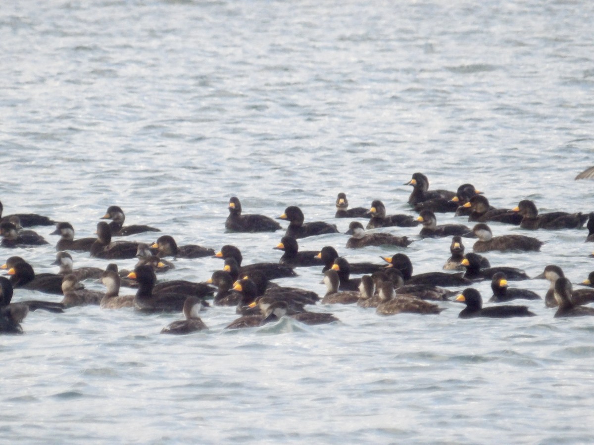 Black Scoter - ML635262837
