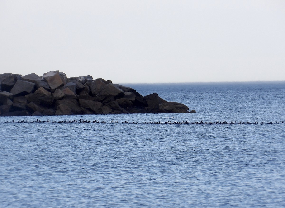 Black Scoter - ML635262838