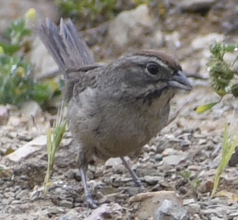 Rufous-crowned Sparrow - ML635262929