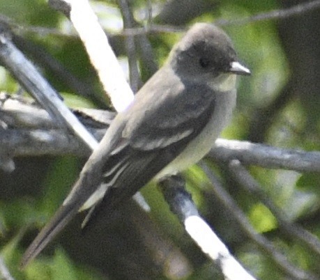 Western Wood-Pewee - ML635262949