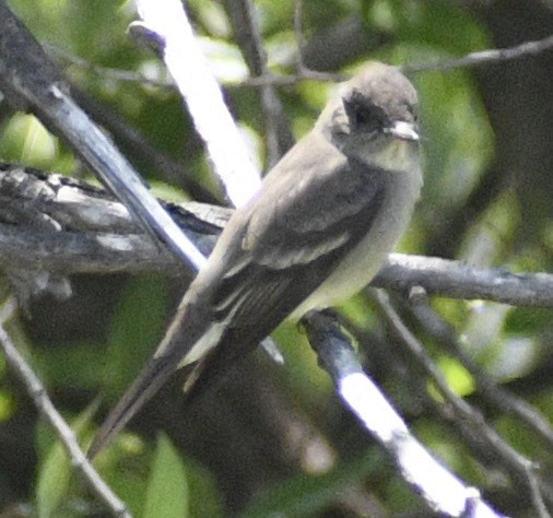 Western Wood-Pewee - ML635262955