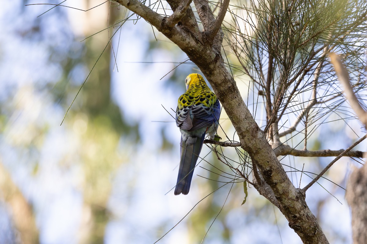 Pale-headed Rosella - ML635263018