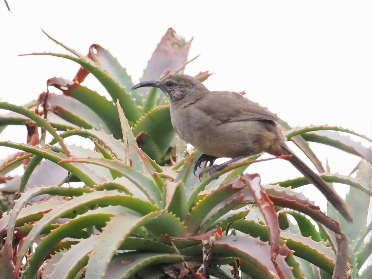 California Thrasher - ML635263047