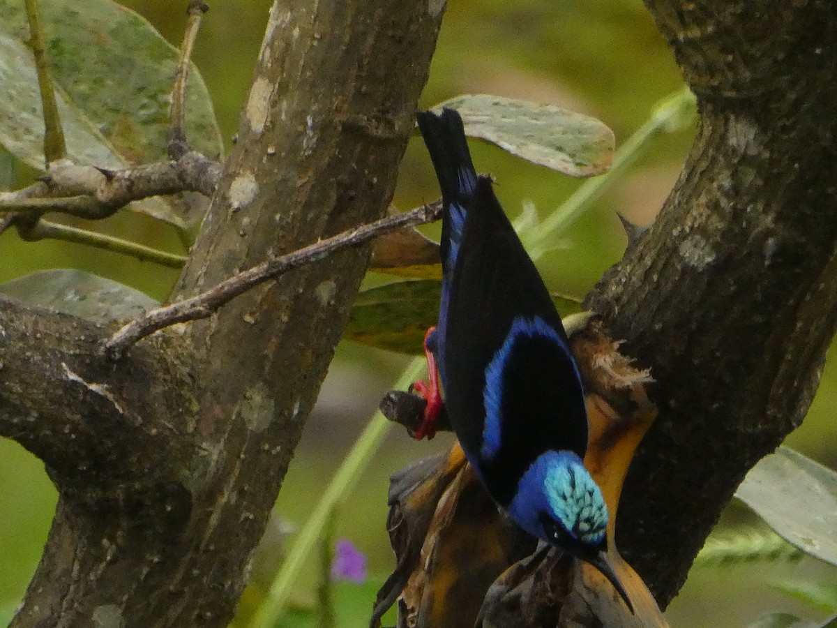 Red-legged Honeycreeper - ML635263304