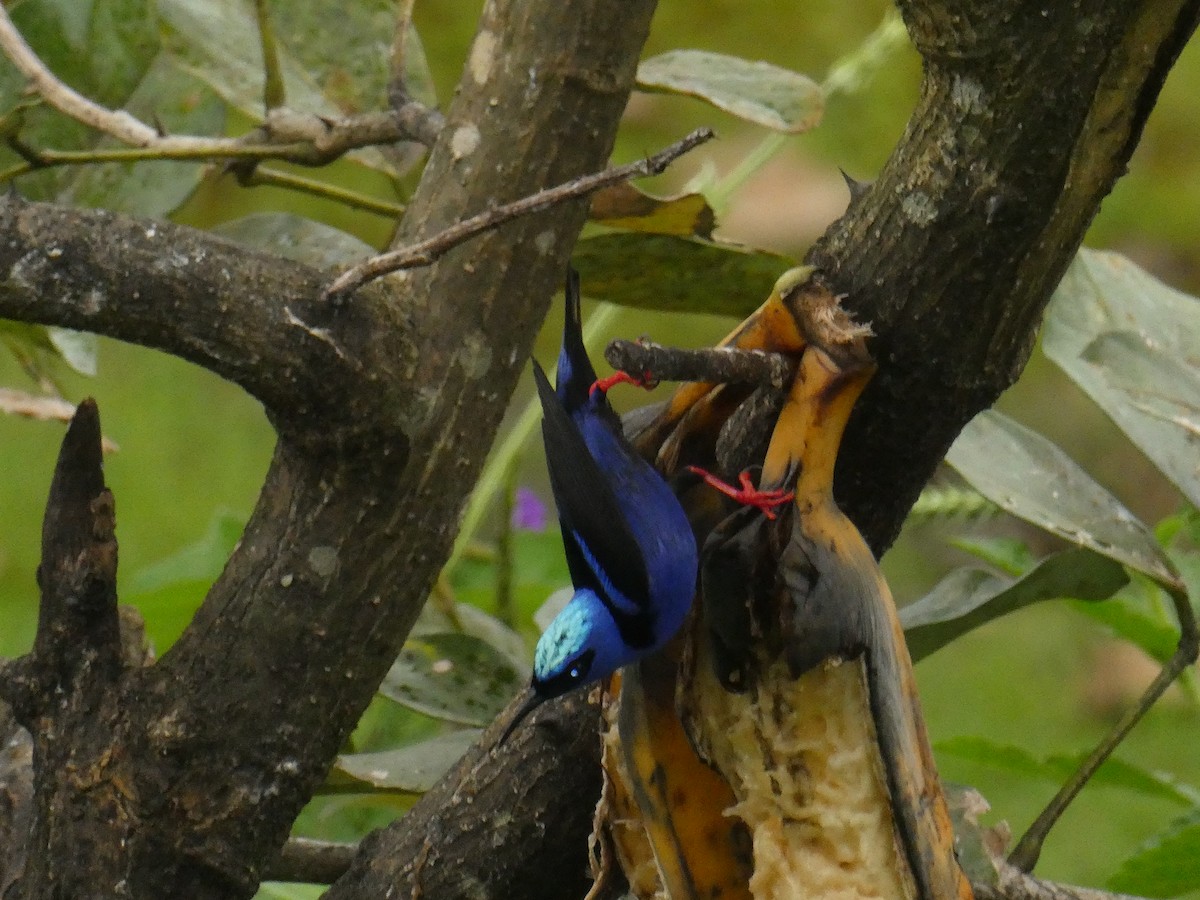 Red-legged Honeycreeper - ML635263305