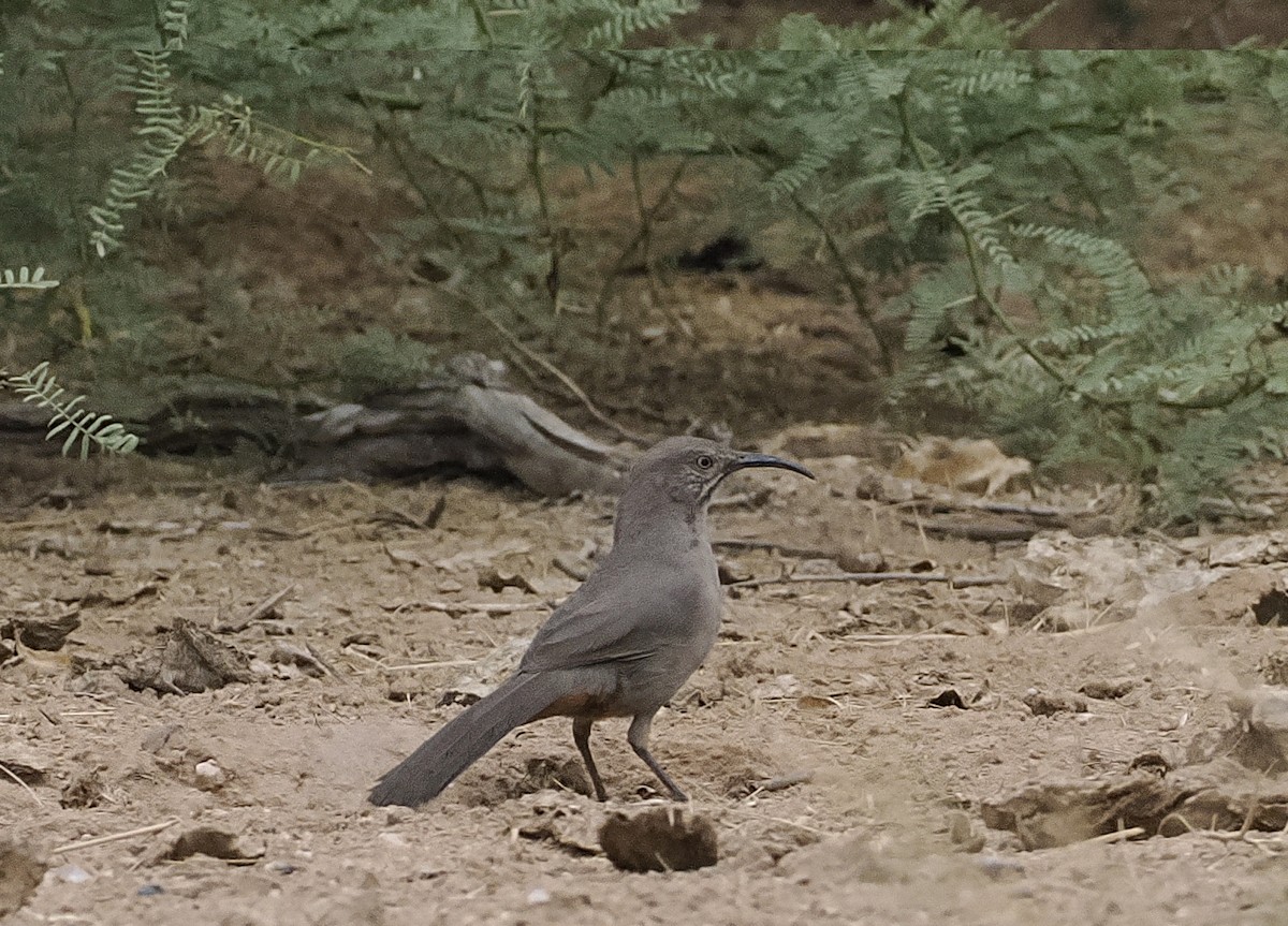 Crissal Thrasher - ML635263328