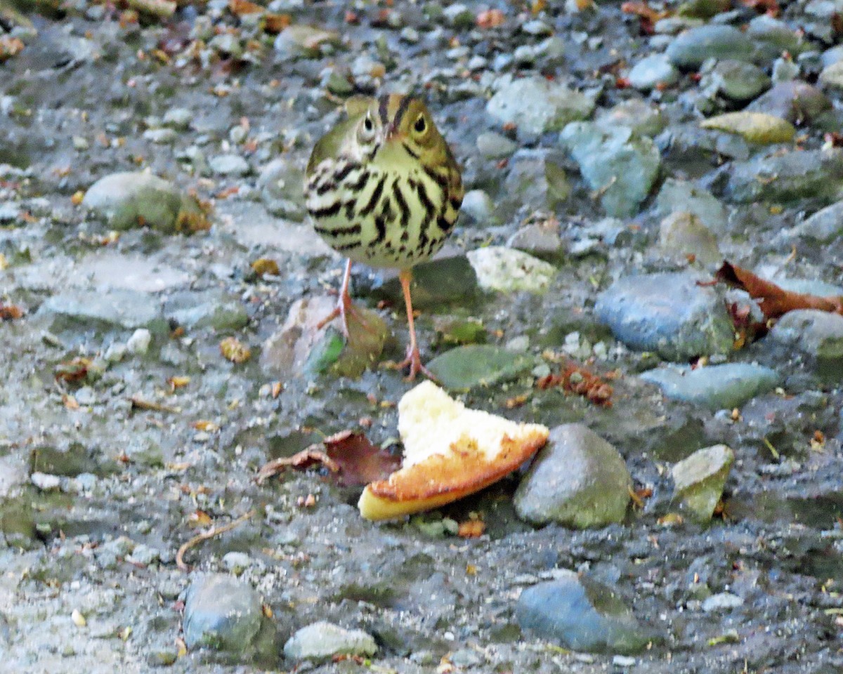 Ovenbird - ML635263437