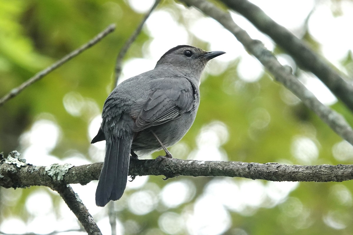 Miaulari grisa - ML635263445