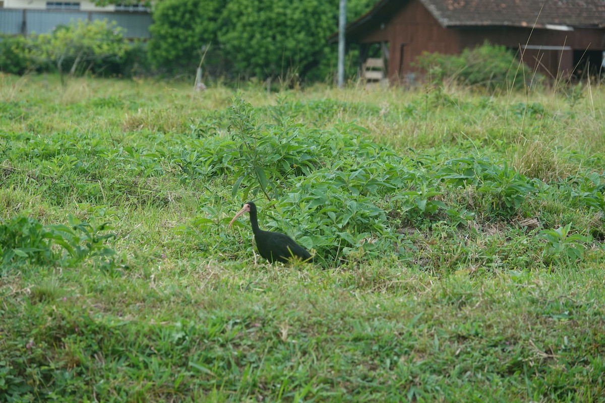 Bare-faced Ibis - ML635263545