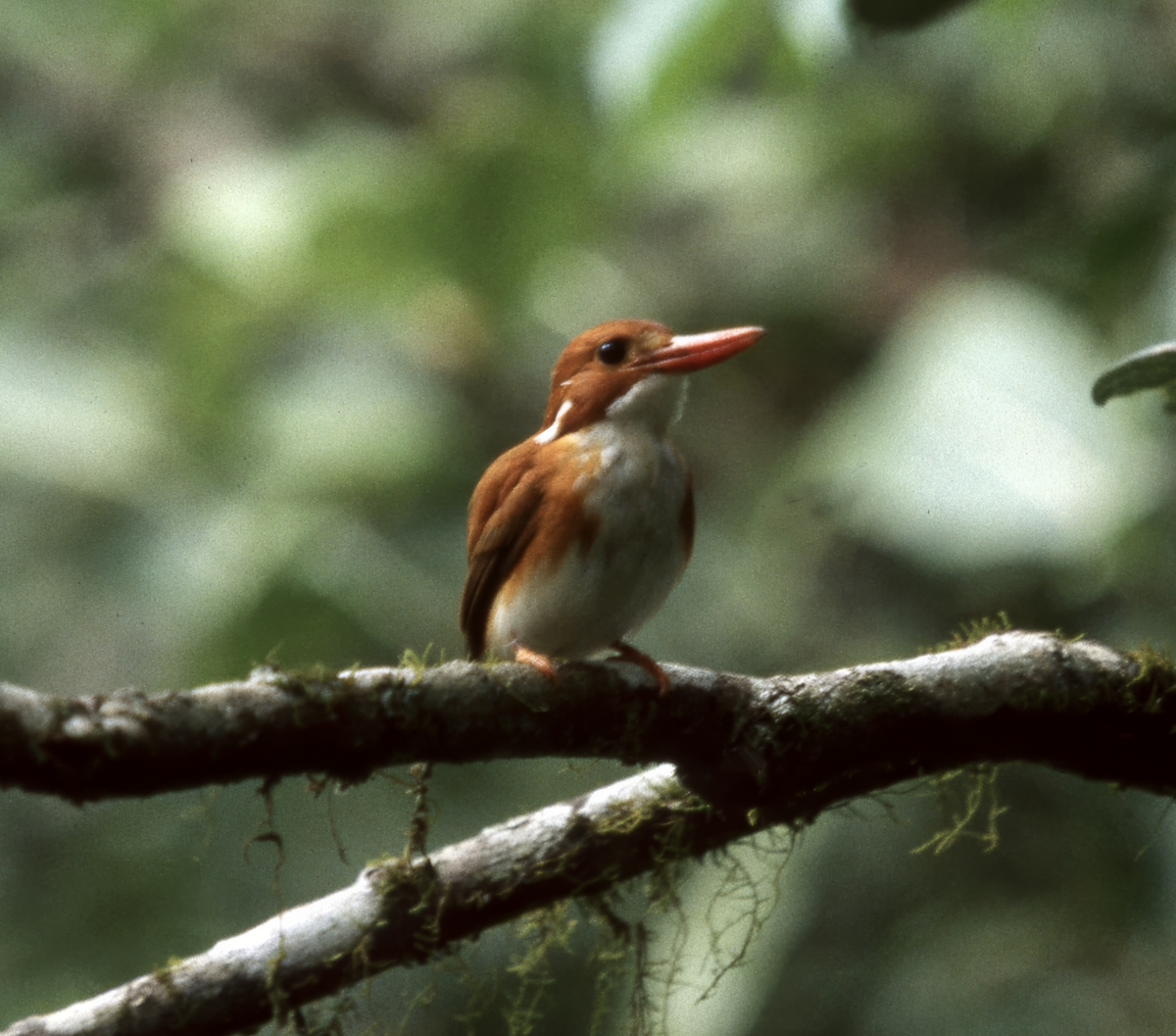 Martin-pêcheur malgache - ML635263671