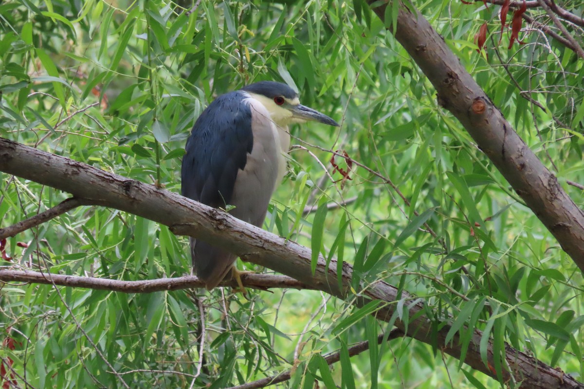 Black-crowned Night Heron - ML635263744