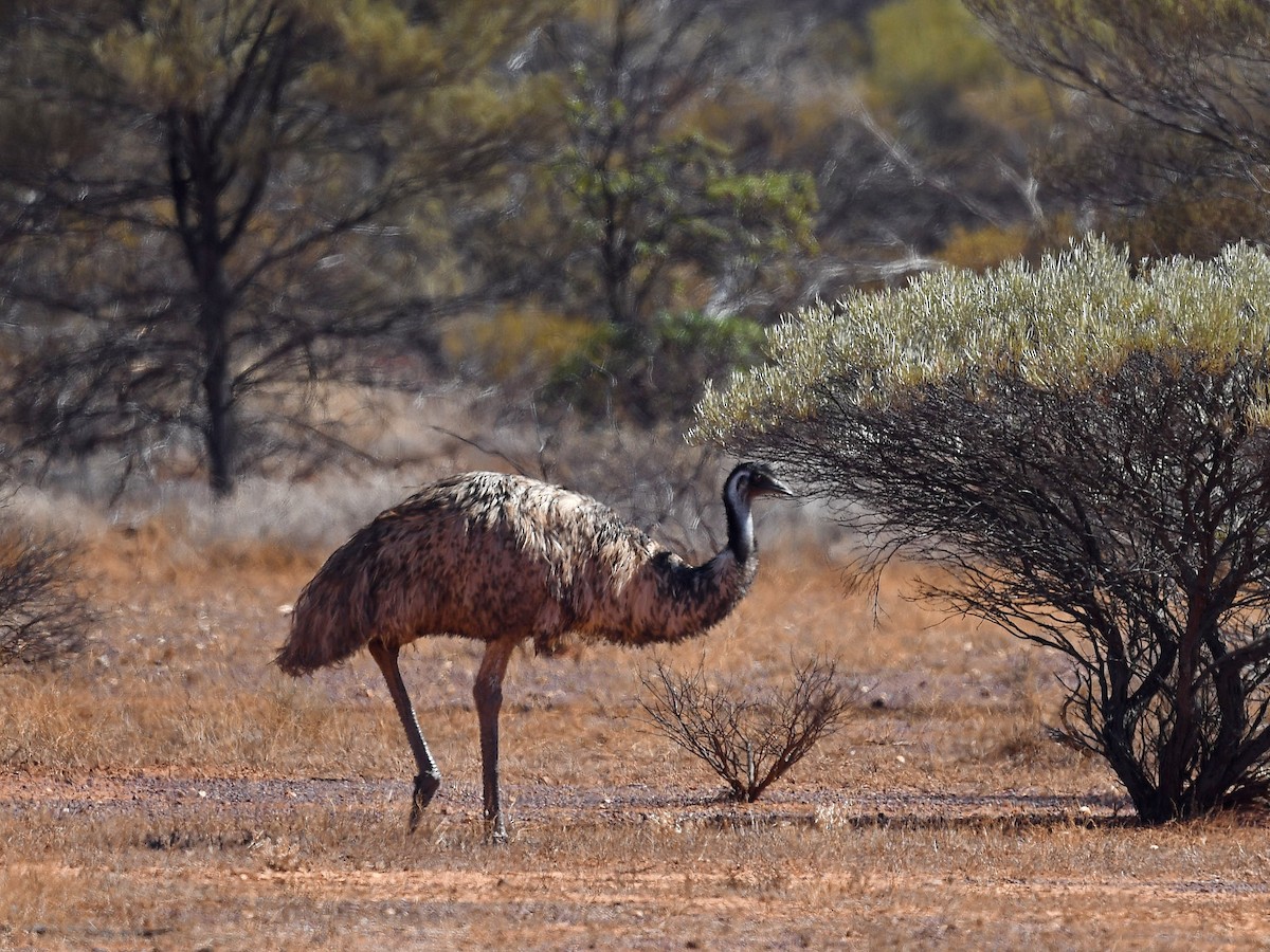 Emu - ML635263801