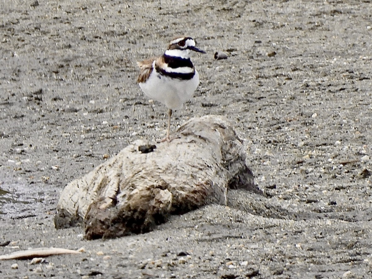 Killdeer - ML635263870