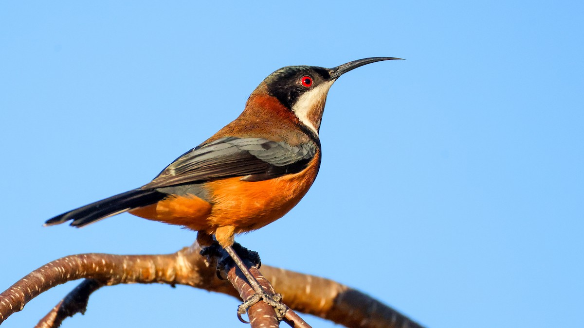 Eastern Spinebill - ML635263882