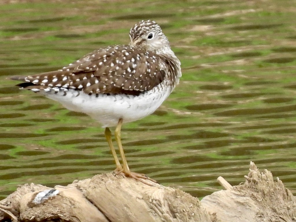 Solitary Sandpiper - ML635263883