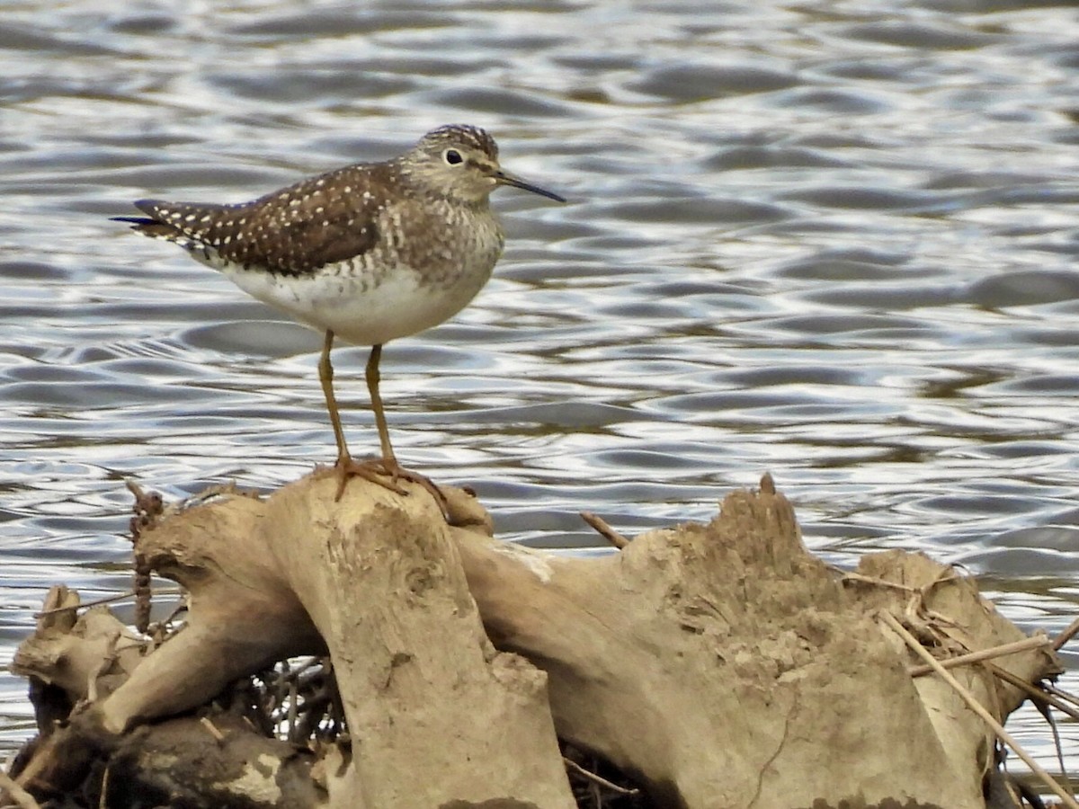 Solitary Sandpiper - ML635263884