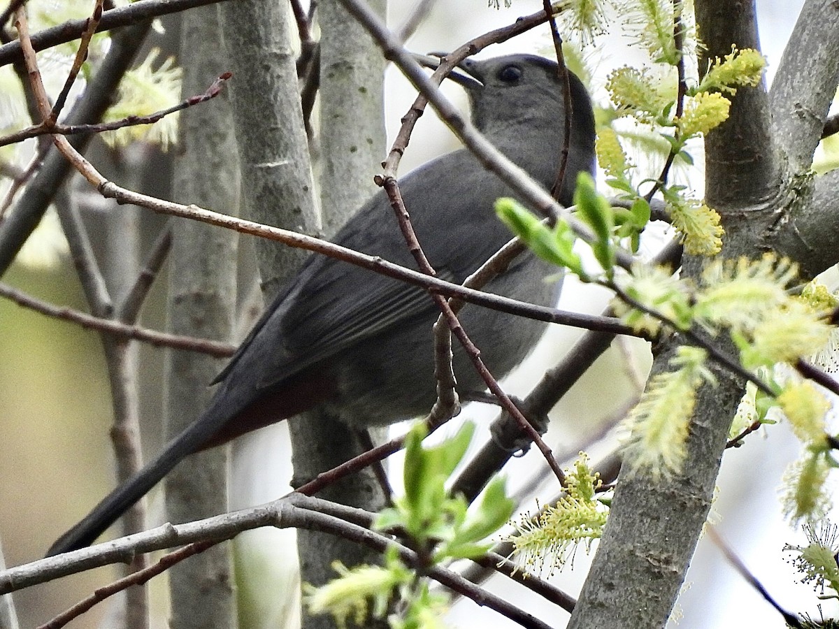 Gray Catbird - ML635263908