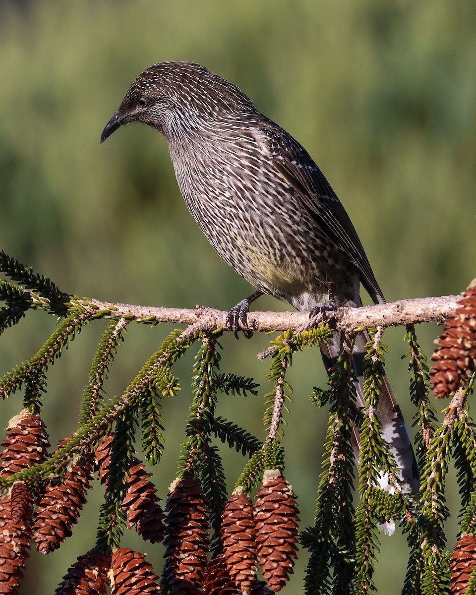 Little Wattlebird - ML635263923