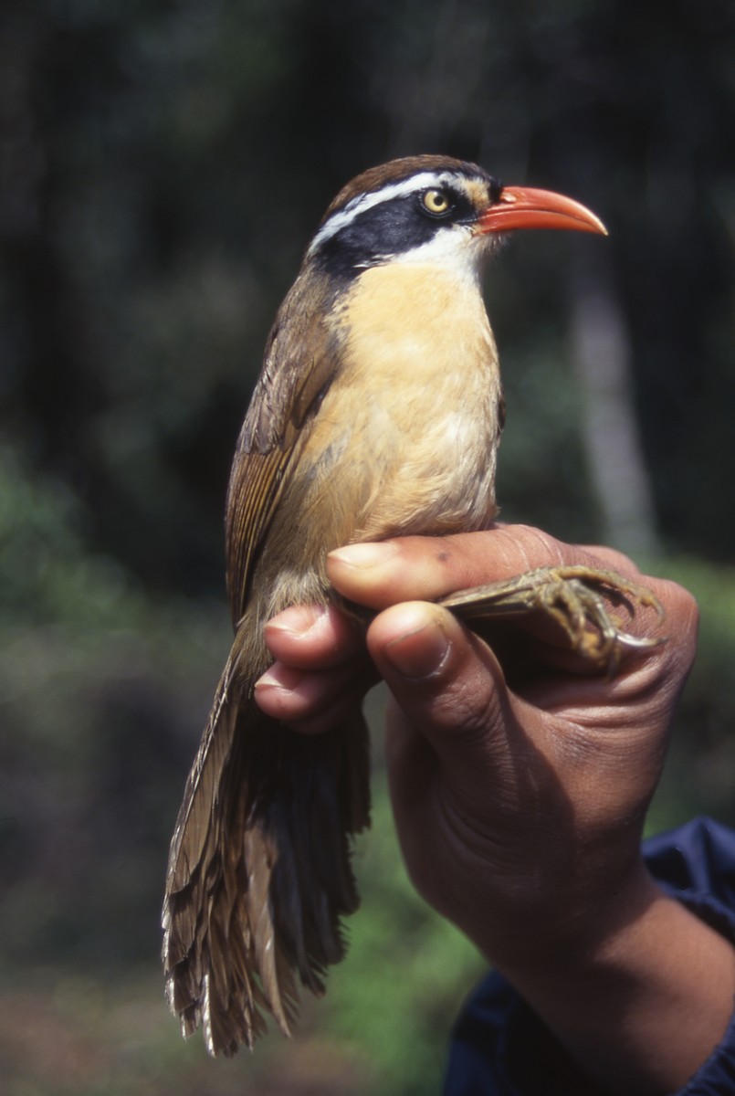 Brown-crowned Scimitar-Babbler - ML635264057