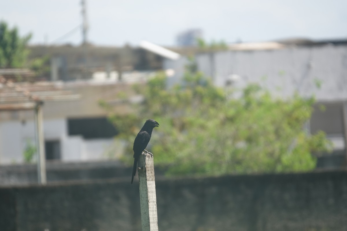 Smooth-billed Ani - ML635264087