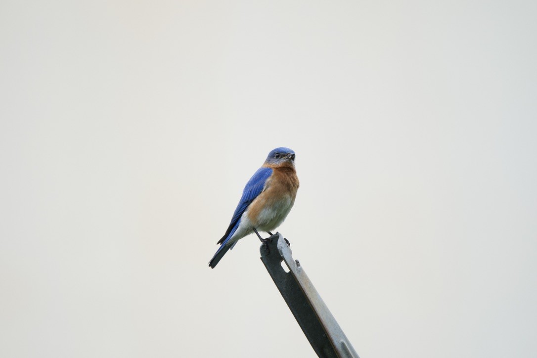 Eastern Bluebird - ML635264133