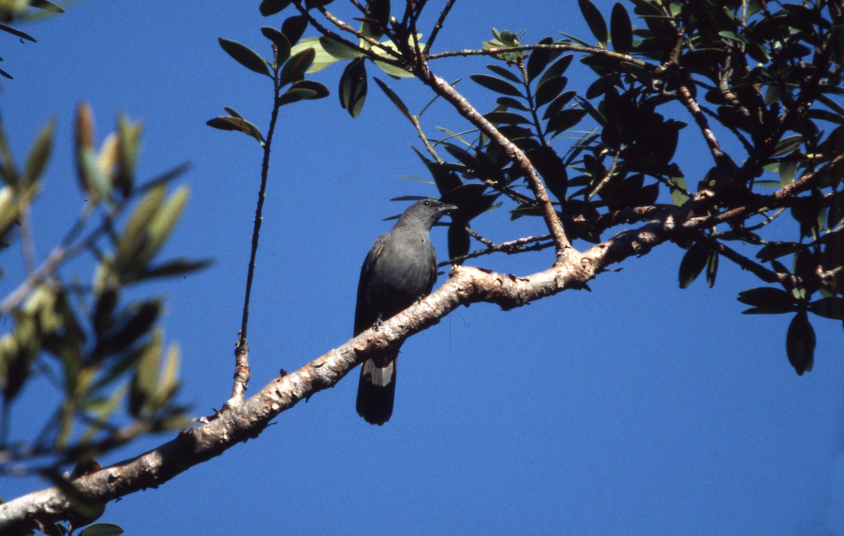 Sulawesi Cicadabird - ML635264159