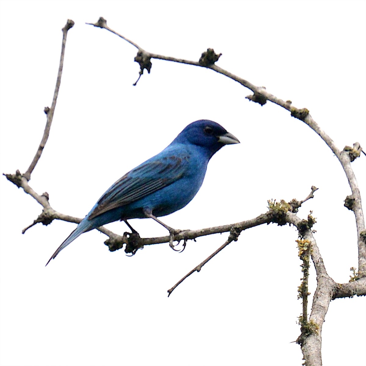 Indigo Bunting - ML635264326