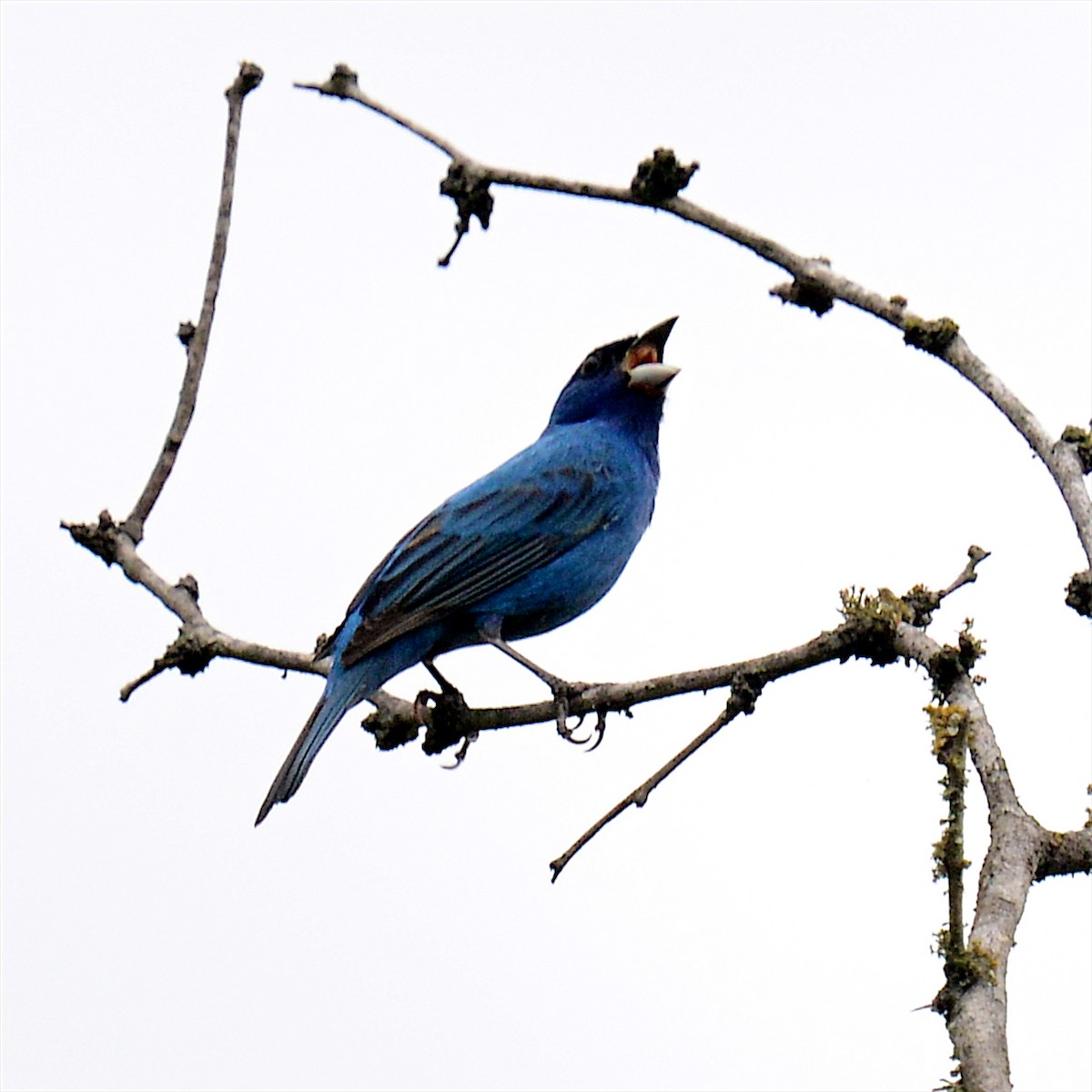 Indigo Bunting - ML635264327