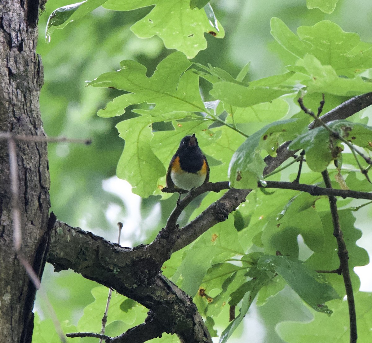 American Redstart - ML635264377