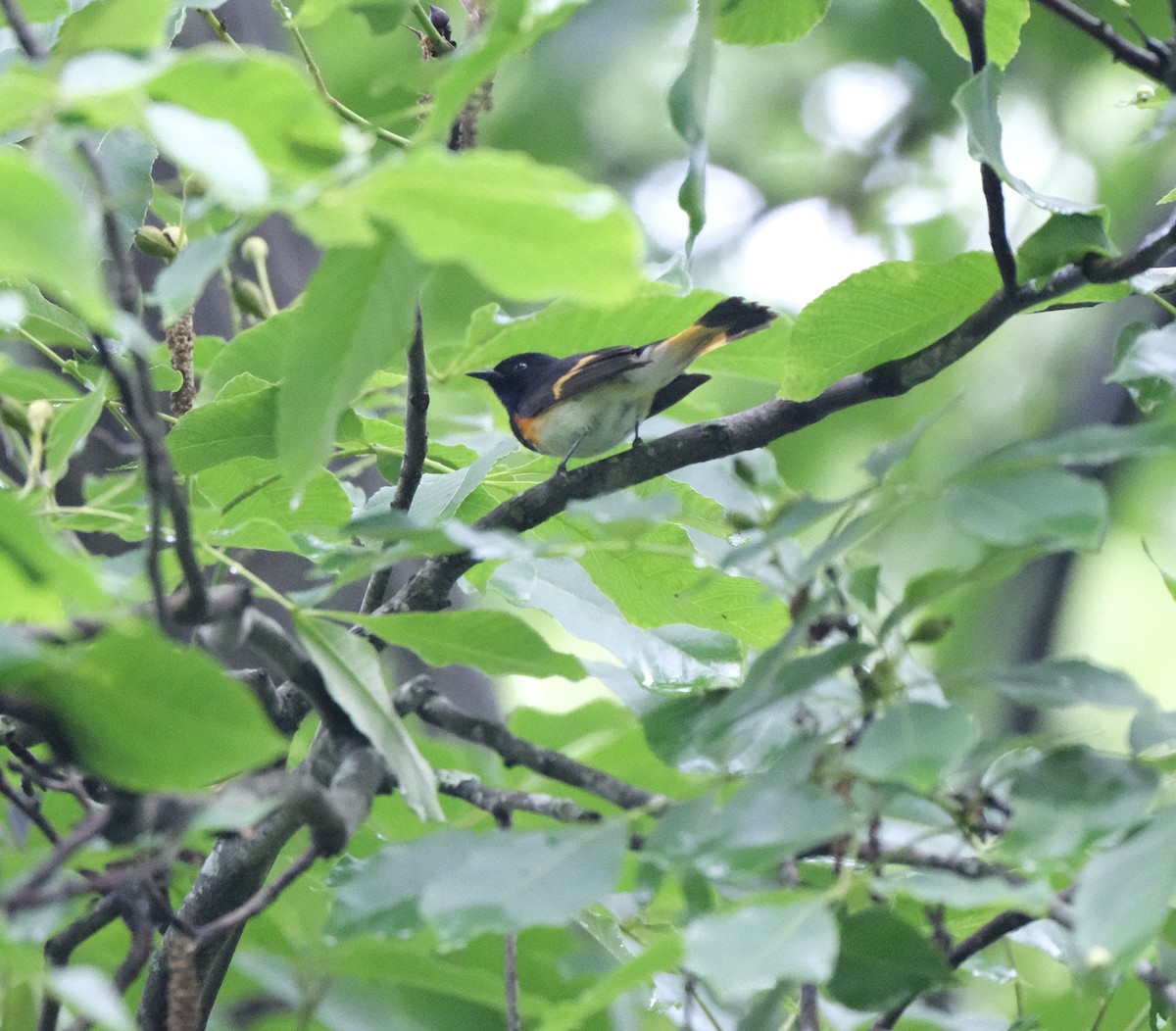 American Redstart - ML635264381