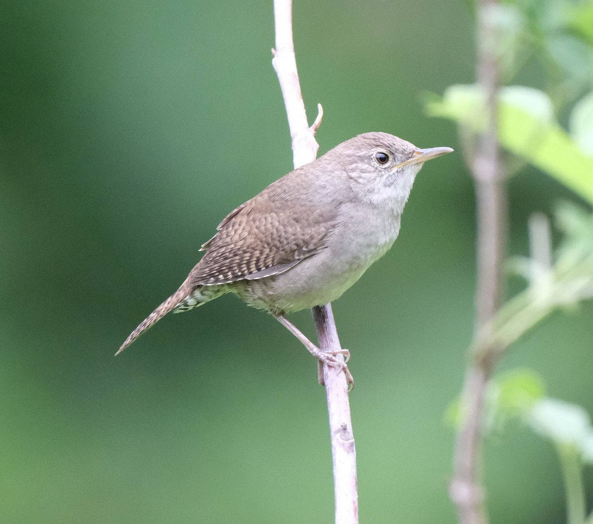 Northern House Wren - ML635264406