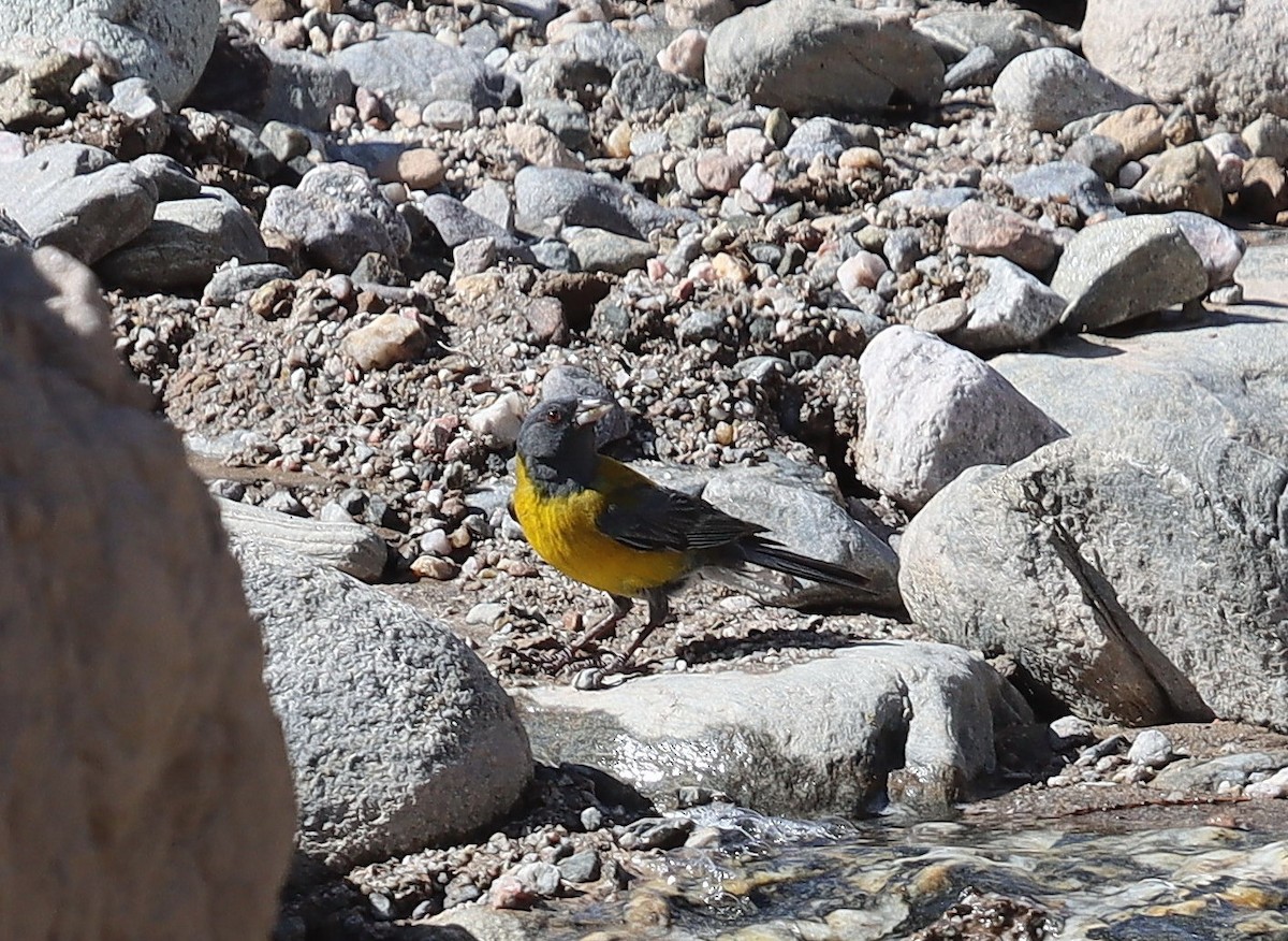 Gray-hooded Sierra Finch - ML635264462