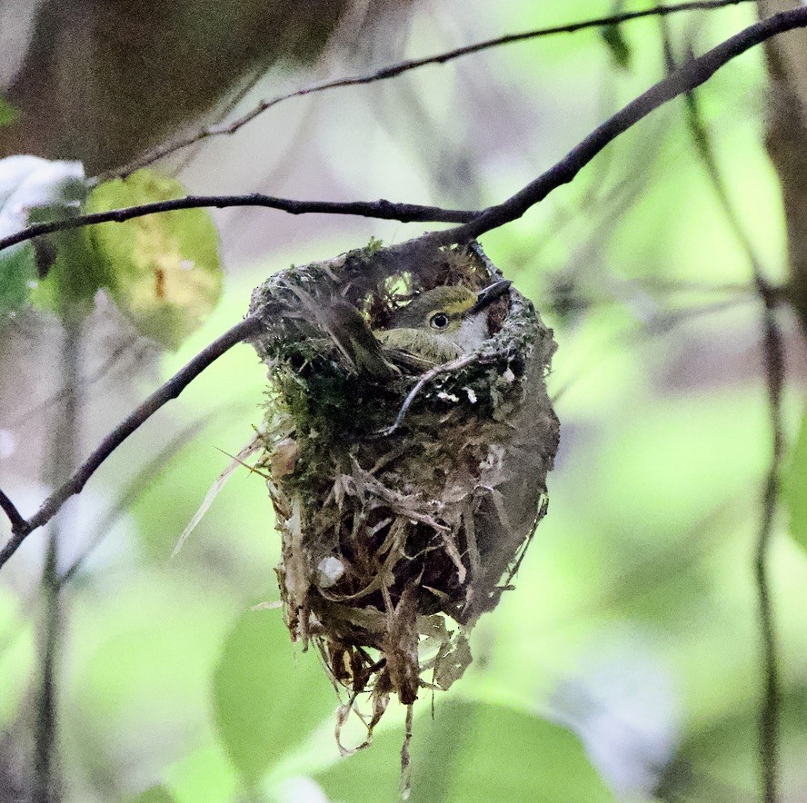 White-eyed Vireo - ML635264478