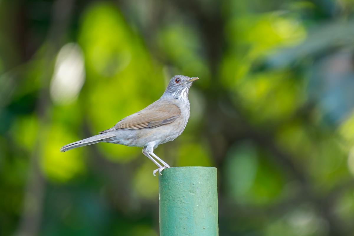 Pale-breasted Thrush - ML635264506