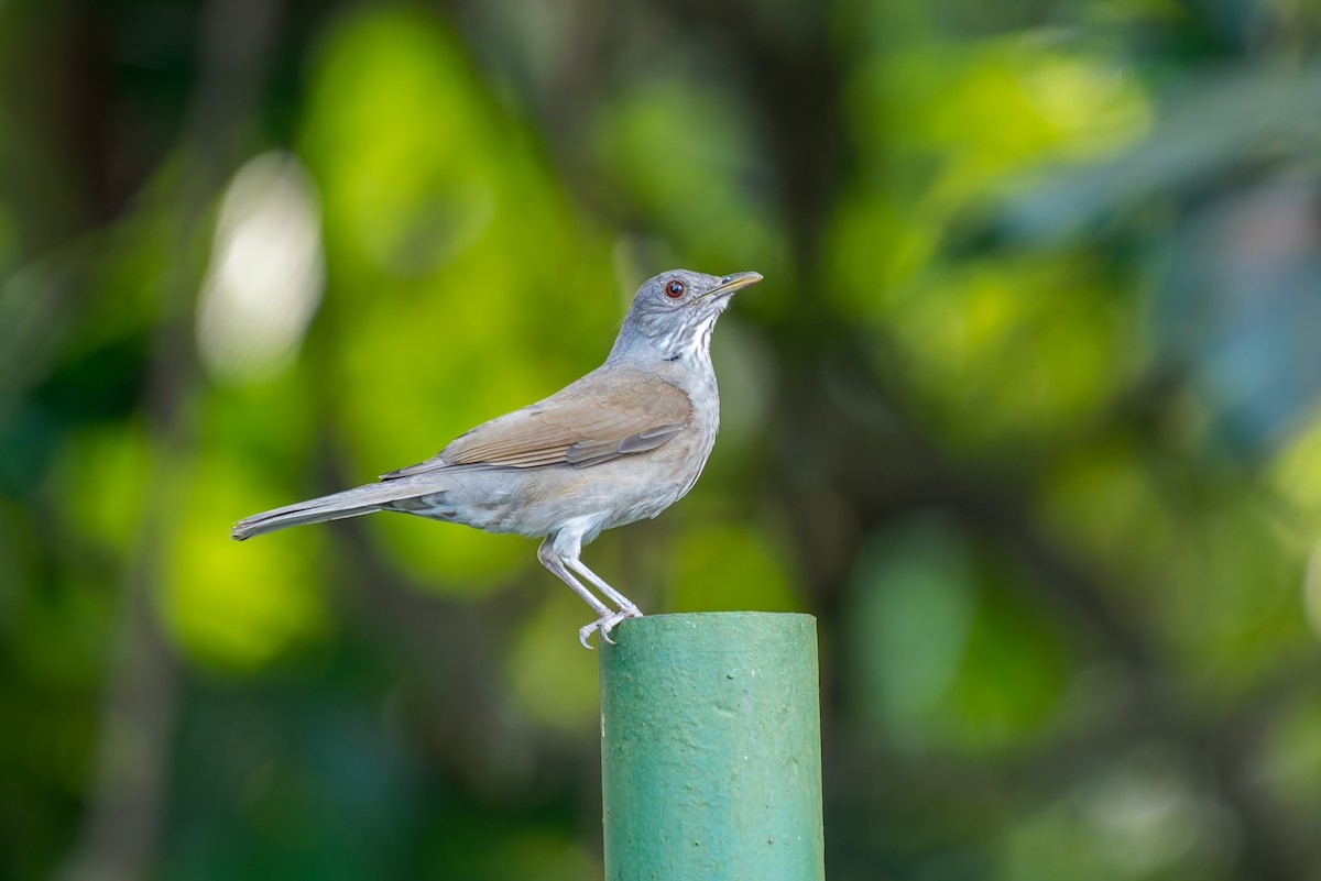Pale-breasted Thrush - ML635264507