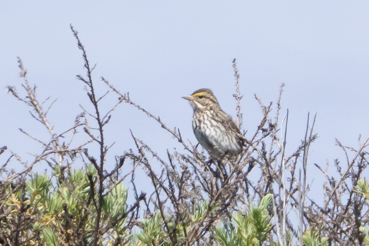 Savannah Sparrow - ML635264583