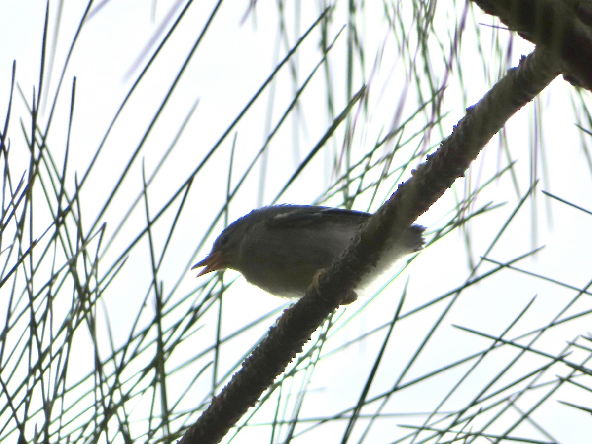Northern Parula - ML635264597