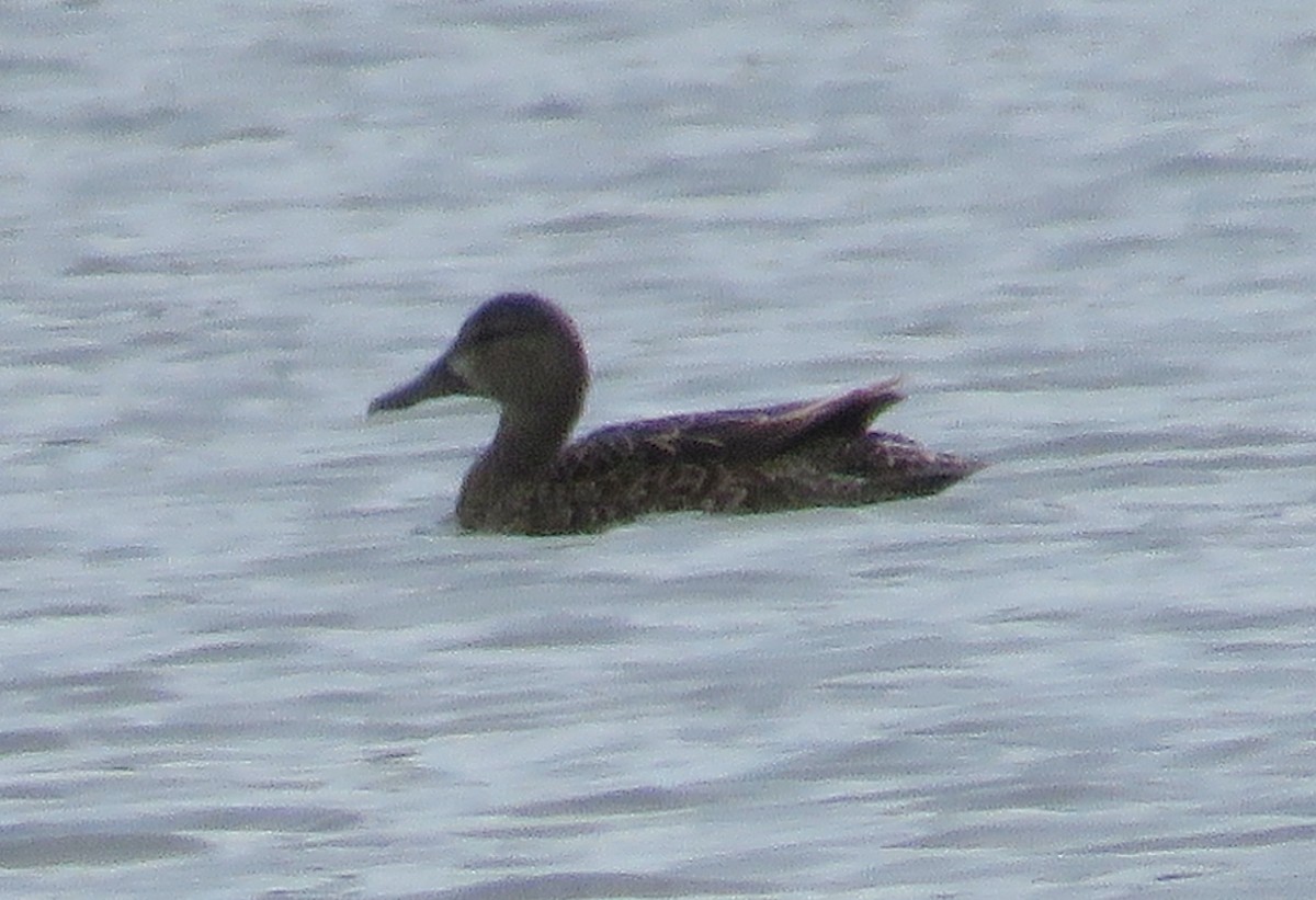 Blue-winged Teal - ML635264655