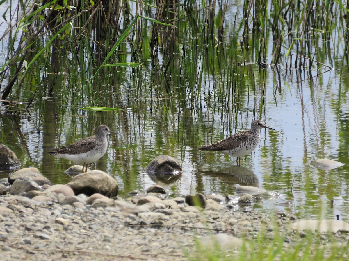 Lesser Yellowlegs - ML635264758