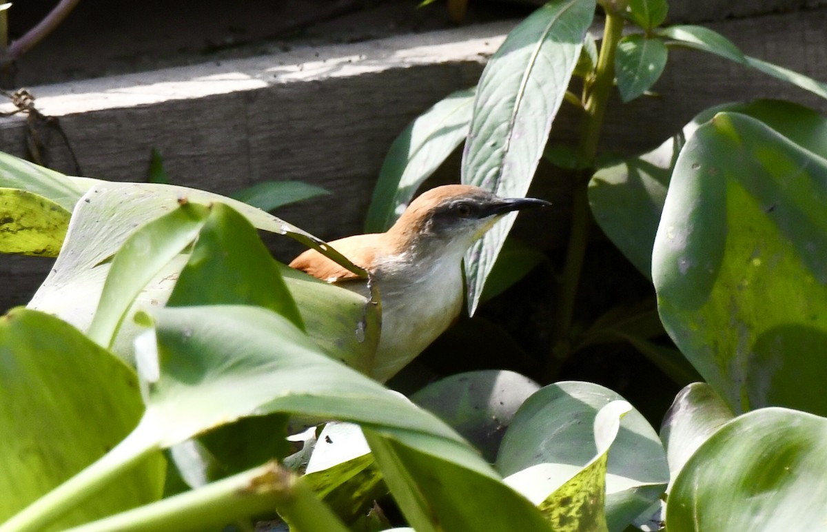 Yellow-chinned Spinetail - ML635264812