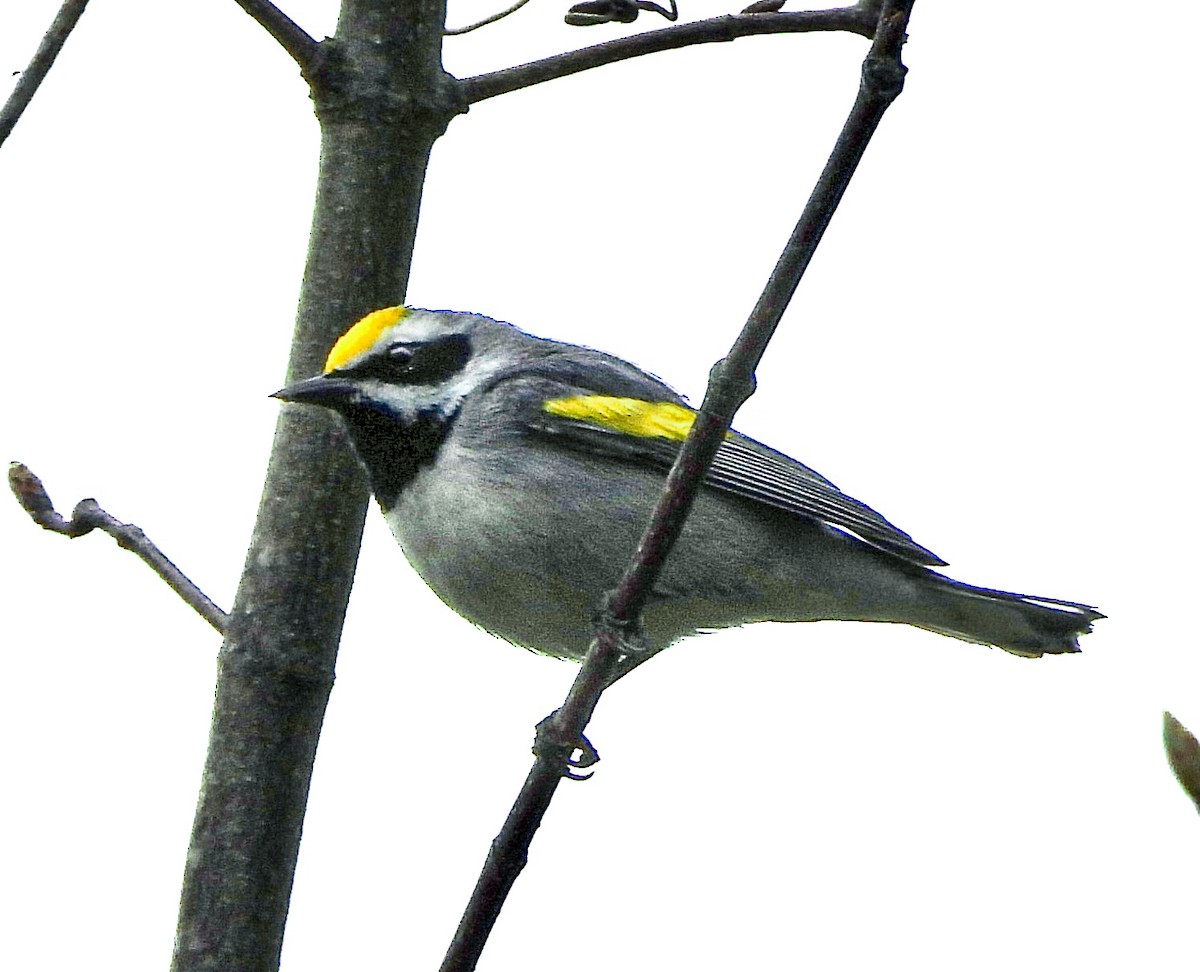 Golden-winged Warbler - ML635264852