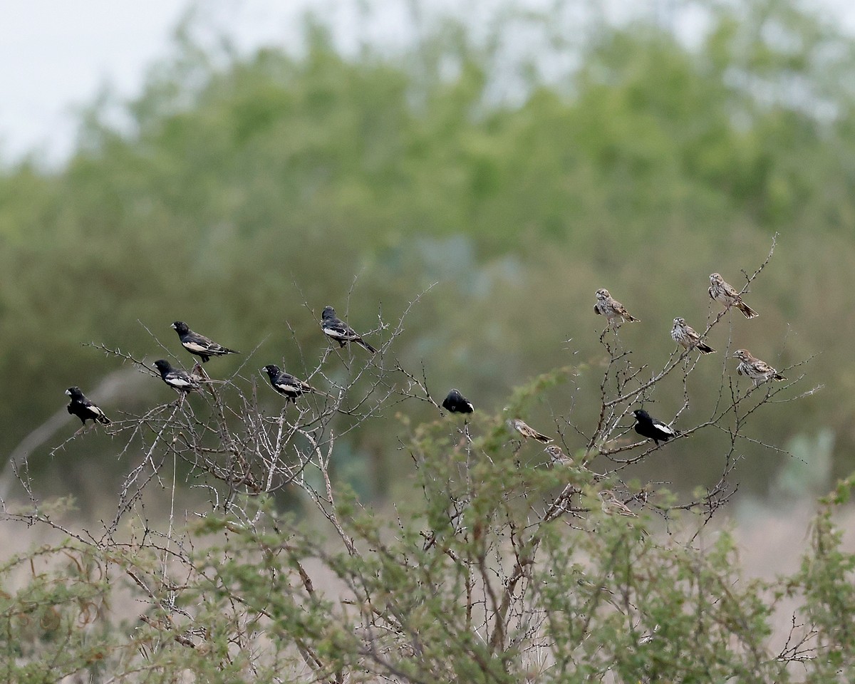 Lark Bunting - ML635264864
